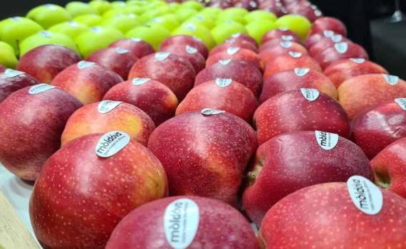 Analiză: În 2024 exportul de fructe a înregistrat o creștere - agroexpert.md