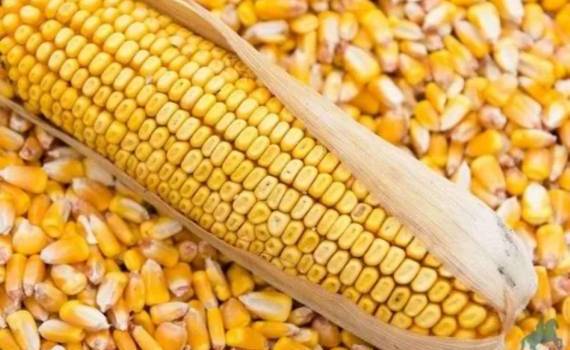 Турция объявила о введении новой квоты на импорт кукурузы - agroexpert.md