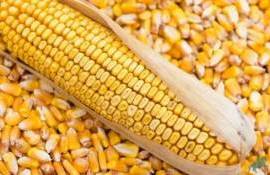 Турция объявила о введении новой квоты на импорт кукурузы - agroexpert.md