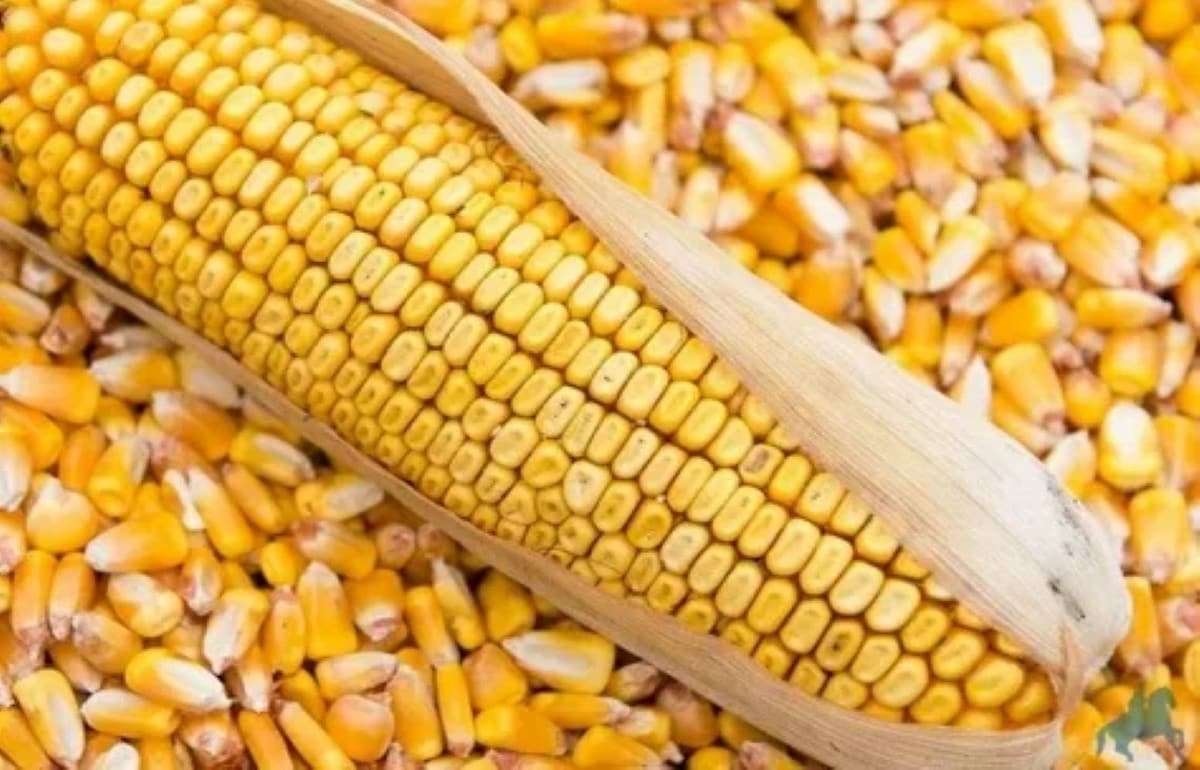 Турция объявила о введении новой квоты на импорт кукурузы - agroexpert.md