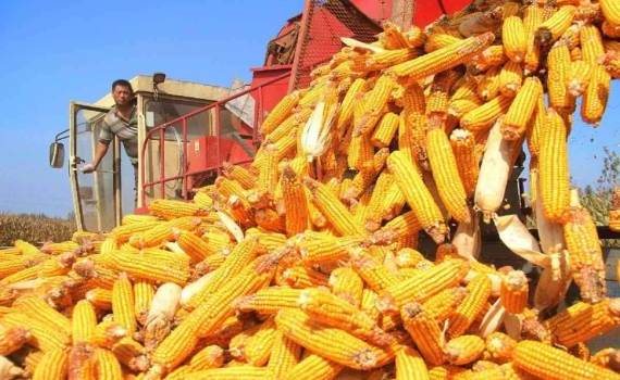 Испытание ГМО-кукурузы в Китае дало неоднозначные результаты - agroexpert.md