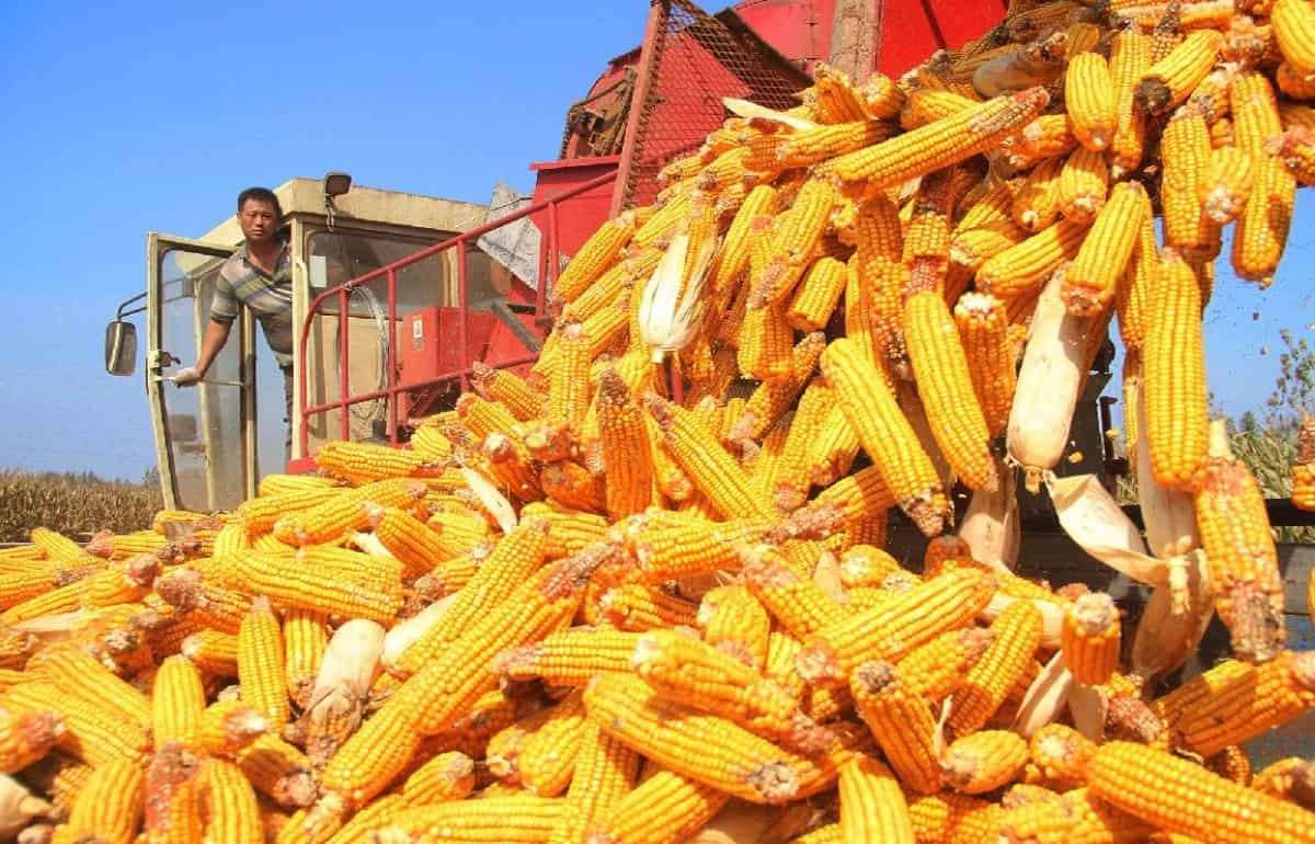 Испытание ГМО-кукурузы в Китае дало неоднозначные результаты - agroexpert.md
