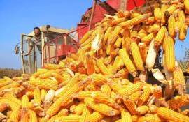 Испытание ГМО-кукурузы в Китае дало неоднозначные результаты - agroexpert.md