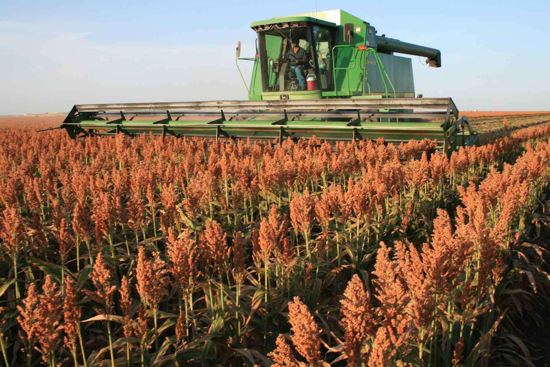 semințe de sorg sunt distribuite fermierilor mici - agroexpert.md