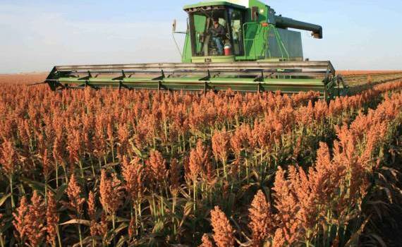 semințe de sorg sunt distribuite fermierilor mici - agroexpert.md