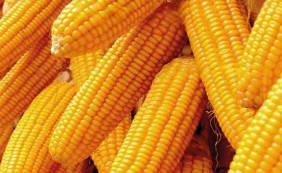 Кукуруза в Украине уже дороже продовольственной пшеницы - agroexpert.md