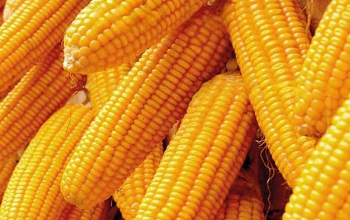 Кукуруза в Украине уже дороже продовольственной пшеницы - agroexpert.md