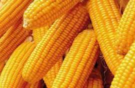 Кукуруза в Украине уже дороже продовольственной пшеницы - agroexpert.md