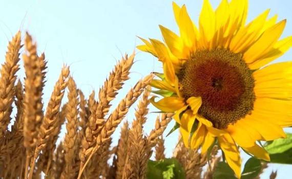 Цены на сельхозпродукцию в первом квартале выросли на 30% - agroexpert.md