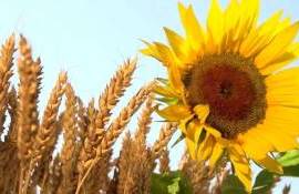 Цены на сельхозпродукцию в первом квартале выросли на 30% - agroexpert.md