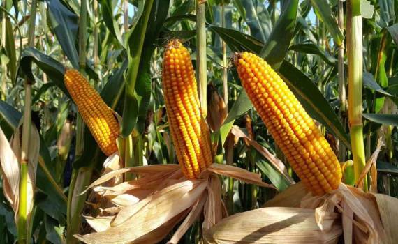 Рекордный урожай кукурузы усиливает рыночные позиции Бразилии - agroexpert.md