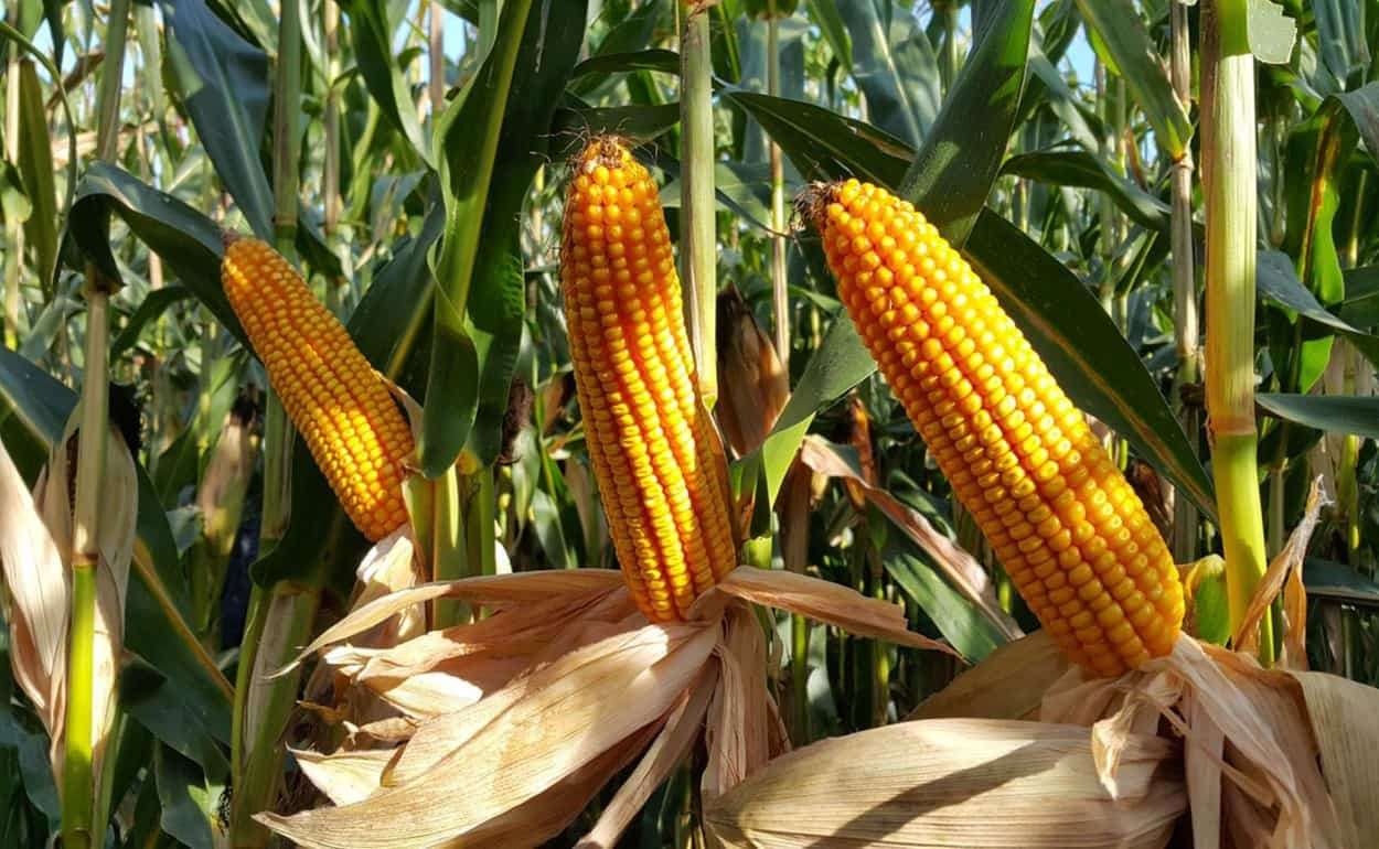 Рекордный урожай кукурузы усиливает рыночные позиции Бразилии - agroexpert.md