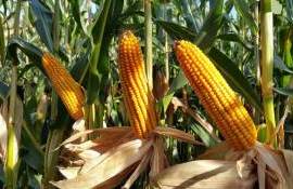 Рекордный урожай кукурузы усиливает рыночные позиции Бразилии - agroexpert.md