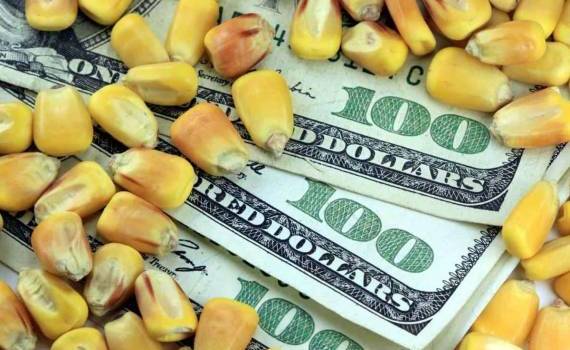 В понедельник фьючерсы на кукурузу подешевели на 3,3% - agroexpert.md