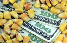 В понедельник фьючерсы на кукурузу подешевели на 3,3% - agroexpert.md
