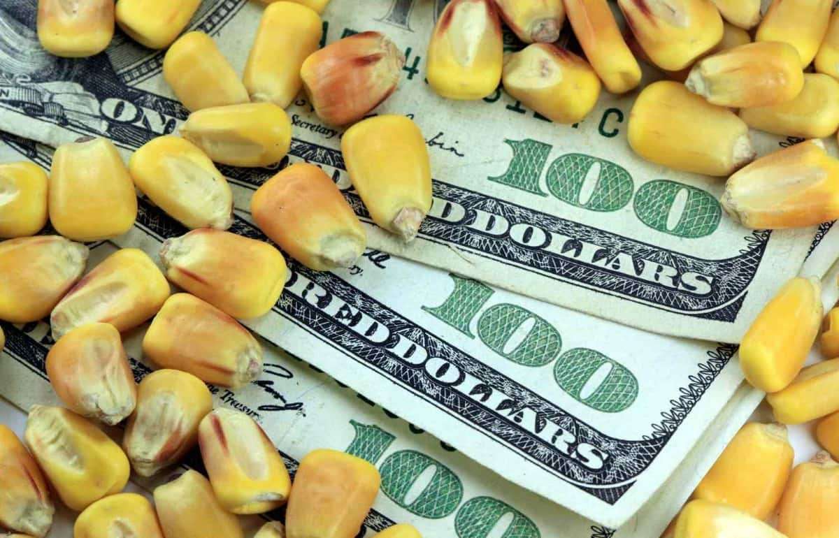 В понедельник фьючерсы на кукурузу подешевели на 3,3% - agroexpert.md