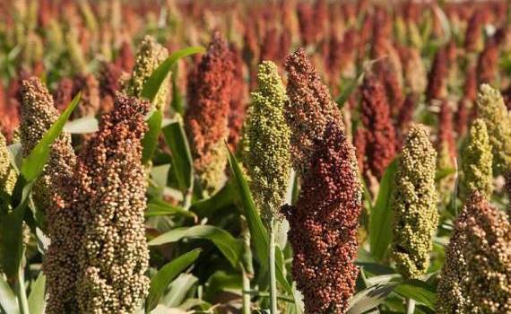 В понедельник фьючерсы на кукурузу подешевели на 3,3% - agroexpert.md