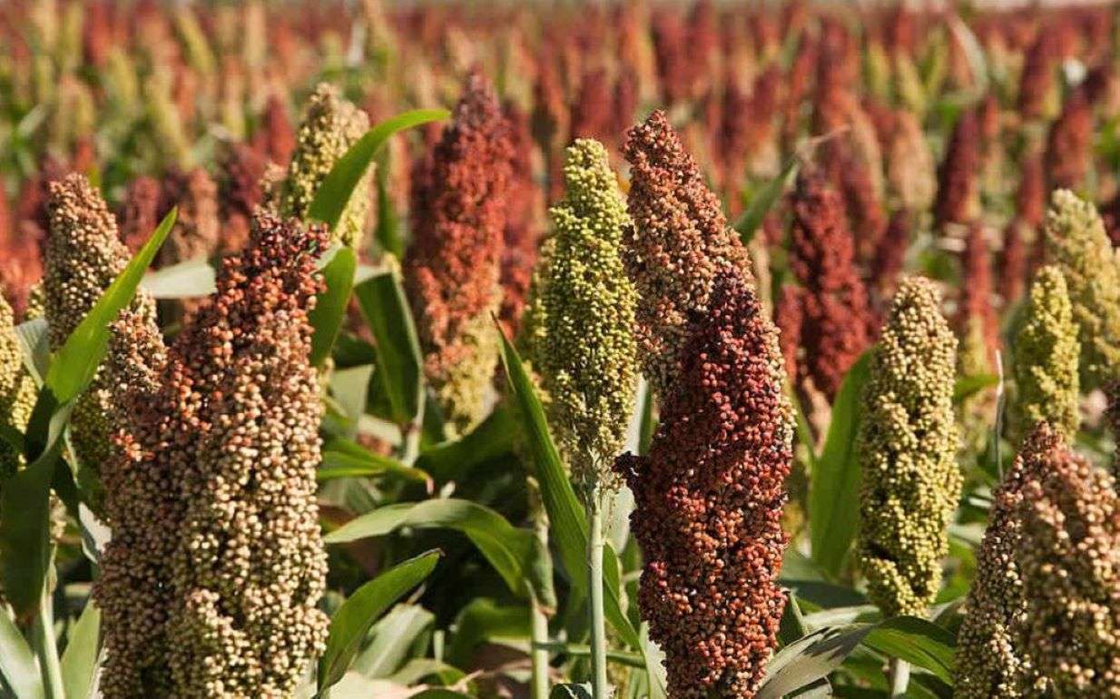 В понедельник фьючерсы на кукурузу подешевели на 3,3% - agroexpert.md