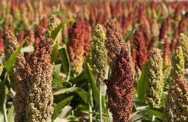 В понедельник фьючерсы на кукурузу подешевели на 3,3% - agroexpert.md