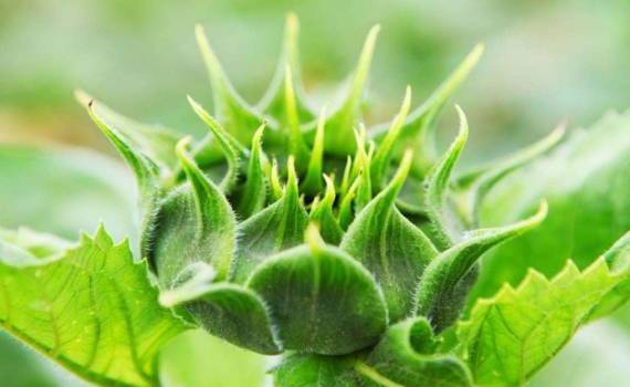 Защита подсолнечника препаратами ALFA Smart Agro - agroexpert.md