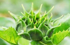 Защита подсолнечника препаратами ALFA Smart Agro - agroexpert.md
