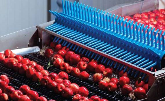 Exporturi în creștere: Fructele moldovenești atrag interes global - AGROEXPERT.MD