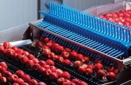 Exporturi în creștere: Fructele moldovenești atrag interes global - AGROEXPERT.MD