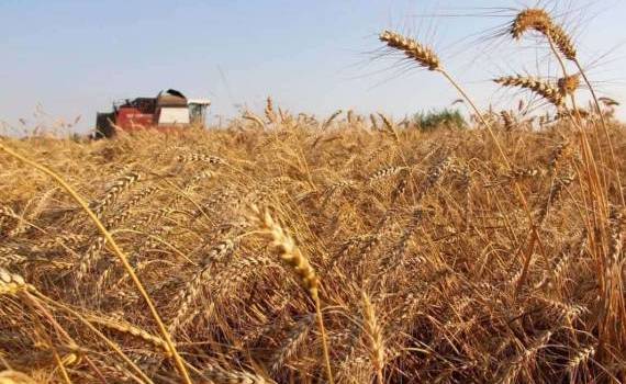 В 2024 году Румыния собрала самый низкий урожай зерновых за десятилетие - agroexpert.md