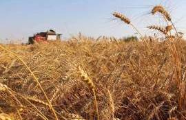 В 2024 году Румыния собрала самый низкий урожай зерновых за десятилетие - agroexpert.md