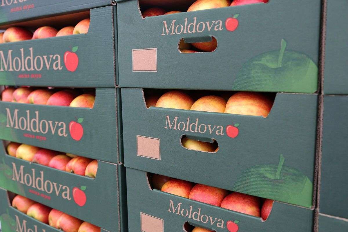 prețul mediu al merelor exportate din Moldova în 2025 - agroexpert.md