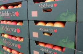  prețul mediu al merelor exportate din Moldova în 2025 - agroexpert.md
