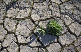 Raport: Peste 60% din solurile europene sunt considerate nesănătoase - agroexpert.md