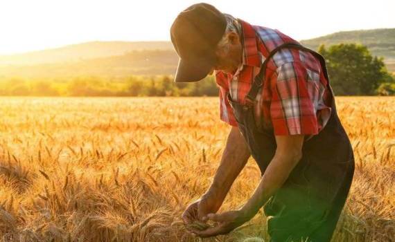 В Румынии сосредоточено 23% всей рабочей силы в сельском хозяйстве ЕС - agroexpert.md  