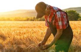 В Румынии сосредоточено 23% всей рабочей силы в сельском хозяйстве ЕС - agroexpert.md  