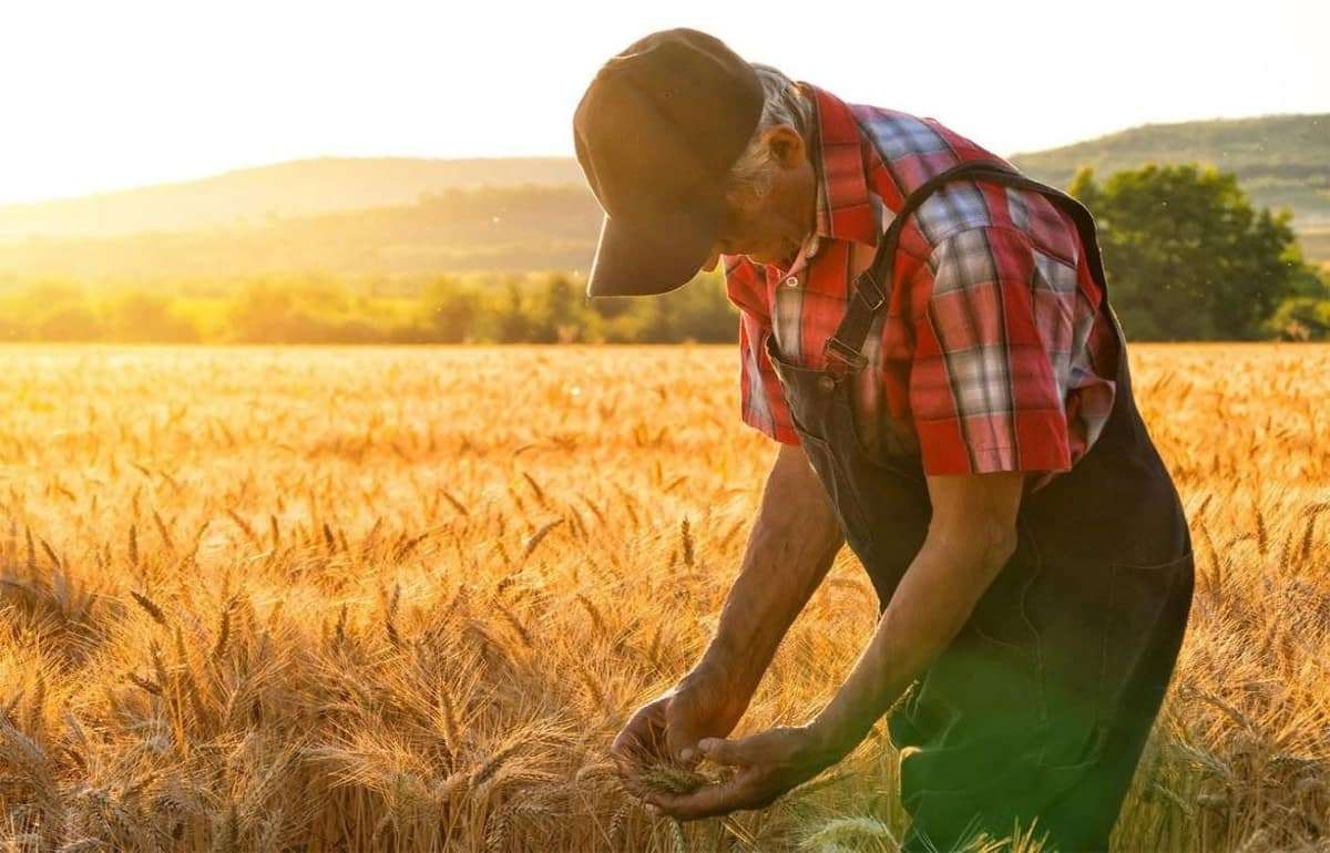 В Румынии сосредоточено 23% всей рабочей силы в сельском хозяйстве ЕС - agroexpert.md