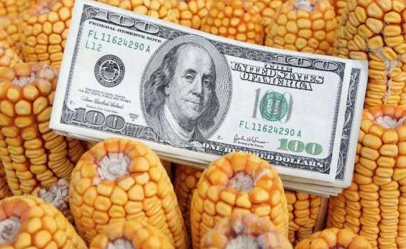 Украинская кукуруза стала по цене проигрывать американской - agroexpert.md