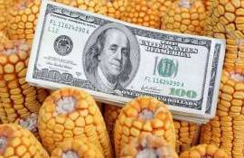 Украинская кукуруза стала по цене проигрывать американской - agroexpert.md