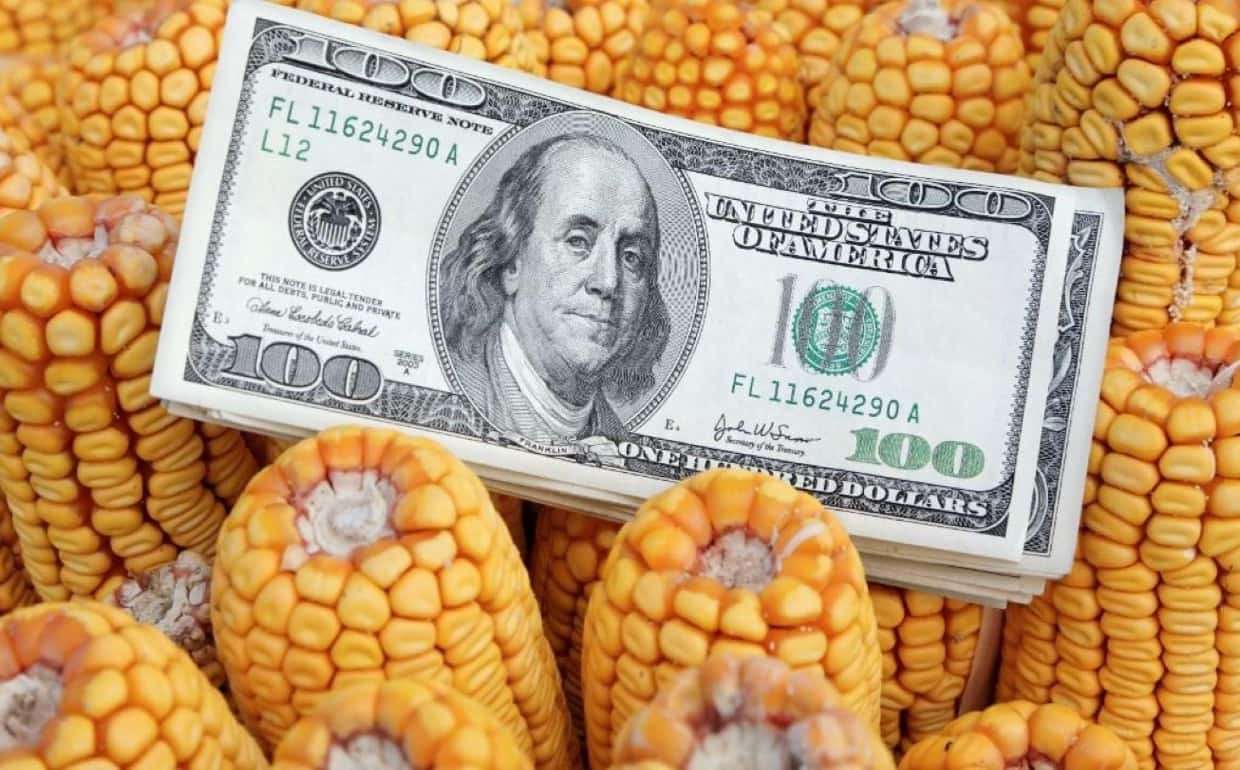 Украинская кукуруза стала по цене проигрывать американской - agroexpert.md