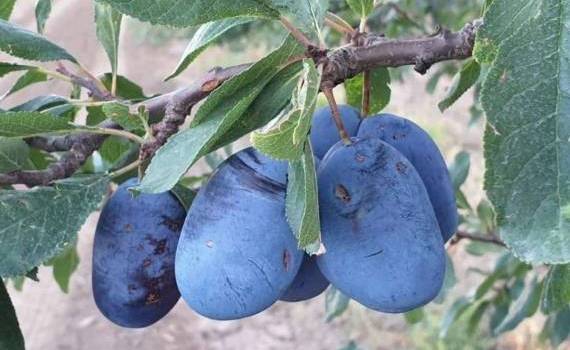 Поддержит ли хороший урожай слив молдавских садоводов? - agroexpert.md