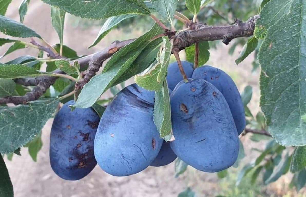 Поддержит ли хороший урожай слив молдавских садоводов? - agroexpert.md