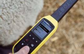 Trasabilitatea animalelor - agroexpert.md