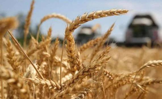 В Черноморском регионе урожай пшеницы останется на прошлогоднем уровне - agroexpert.md