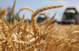 В Черноморском регионе урожай пшеницы останется на прошлогоднем уровне - agroexpert.md