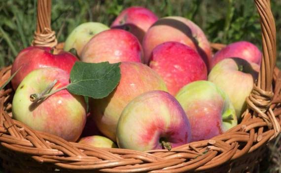 В Европе отмечено снижение запасов яблок и груш - agroexpert.md  