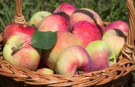 В Европе отмечено снижение запасов яблок и груш - agroexpert.md  