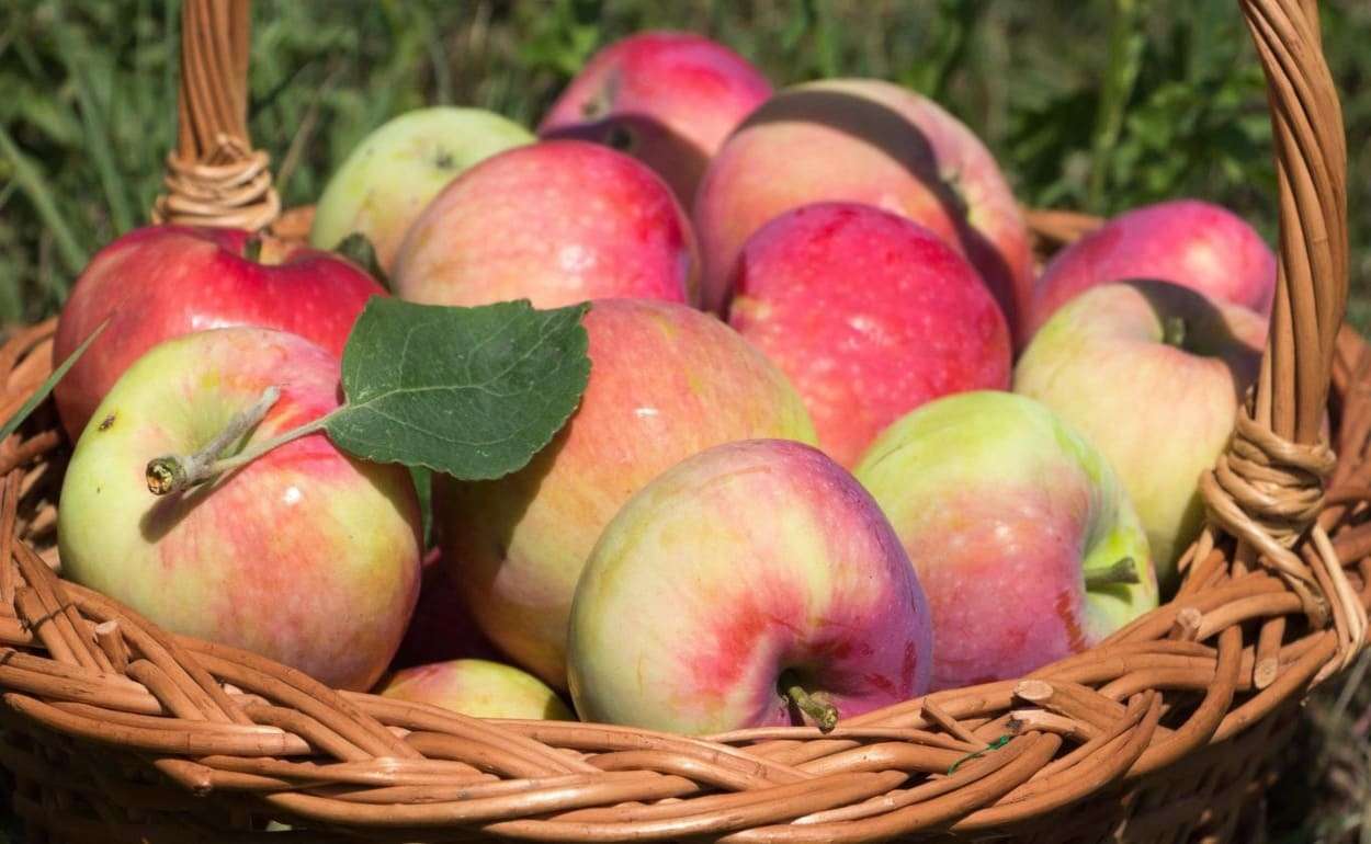 В Европе отмечено снижение запасов яблок и груш - agroexpert.md