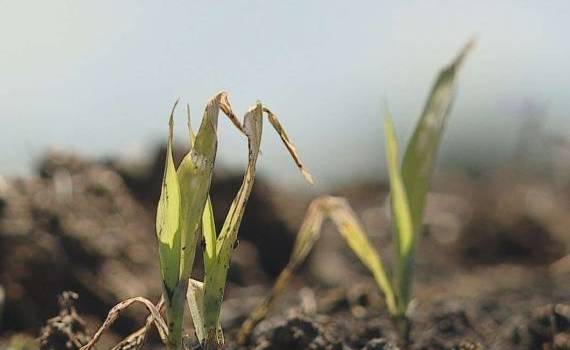 В ассоциации Forța Fermierilor сообщили о заморозках - agroexpert.md