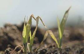 В ассоциации Forța Fermierilor сообщили о заморозках - agroexpert.md