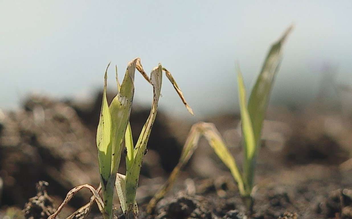 В ассоциации Forța Fermierilor сообщили о заморозках - agroexpert.md