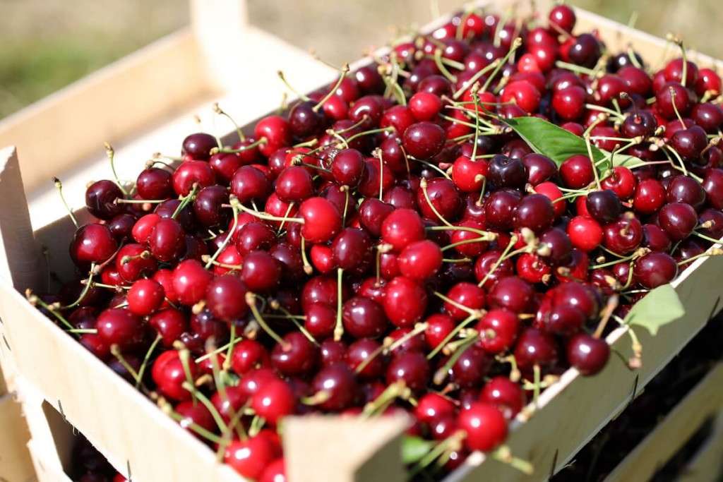 primele cireșe de import. Cu cât se vinde kilogramul - agroexpert.md